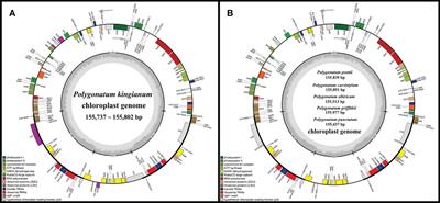 Comparative analysis of the medicinal plant Polygonatum kingianum (Asparagaceae) with related verticillate leaf types of the Polygonatum species based on chloroplast genomes